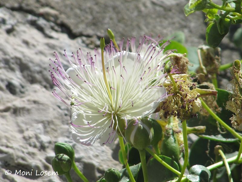 Datei:Capparis spinosa Linné, 1753 Zad 120616 1416.jpg
