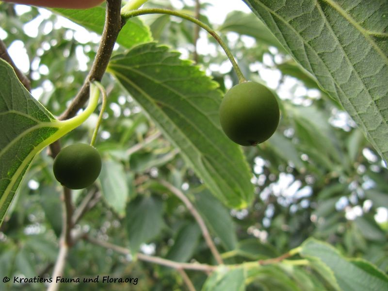 Datei:Celtis australis Linné, 1753 Zad 140827 5669.jpg