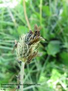 Entomophthora muscae (Cohn) Freesen, 1805, TH 120722 602.jpg