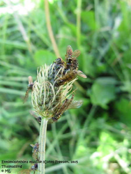 Datei:Entomophthora muscae (Cohn) Freesen, 1805, TH 120722 602.jpg