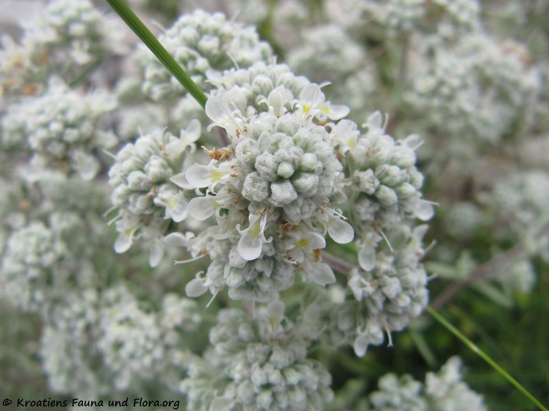 Datei:Teucrium capitatum Linné, 1753 Vrsi 160612 8891.jpg