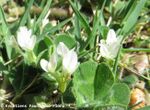 Trifolium subterraneum Vir Blü 180413 12052.JPG