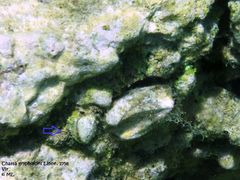 Wenige Jahre alt, Vir 06/2011