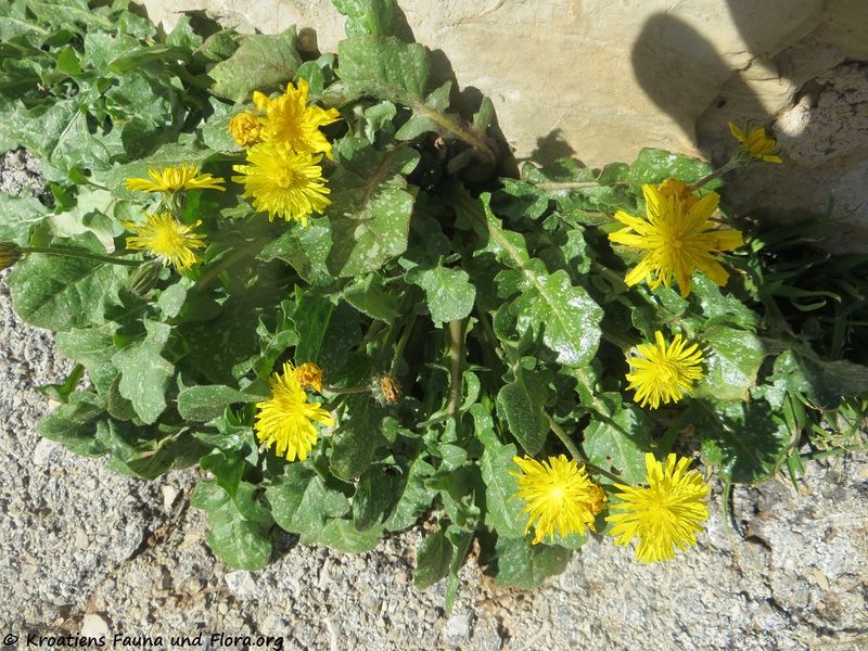 Datei:Crepis sancta (L.) Babcock, 1941 Vir 180308 11164 k.jpg