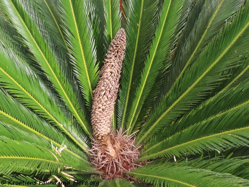 Datei:Cycas revoluta Thunberg, 1784 Vir 210506 2146 k.jpg