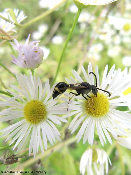 Datei:EumenCorona Wolk 120924 3022.jpg