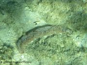 Holothuria (Holothuria) stellati Delle Chiaje, 1824 - Braune Seegurke, Fundort: Vir 09/2010, * Meerestier: Sie lebt rein marin.