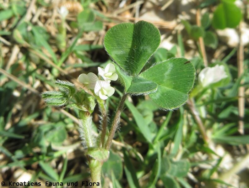 Datei:Trifolium subterraneum Vir Blü 180413 12055.JPG