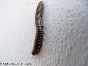 AcanthoFusci Zeč 150505 0503.jpg