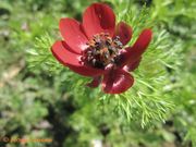 Adonis microcarpa de Candolle, 1817. Fundort: Poličnik 04/2014, Giftpflanze