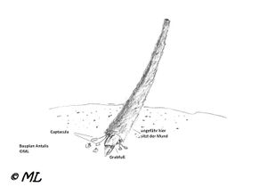 AntaVu Vir 10050.jpg