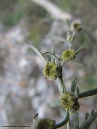 ArteAbs Senj 131209 7092.jpg