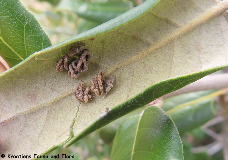 Datei:Issus muscaeformis Schrank, 1781 Vir 240225 4835.JPG