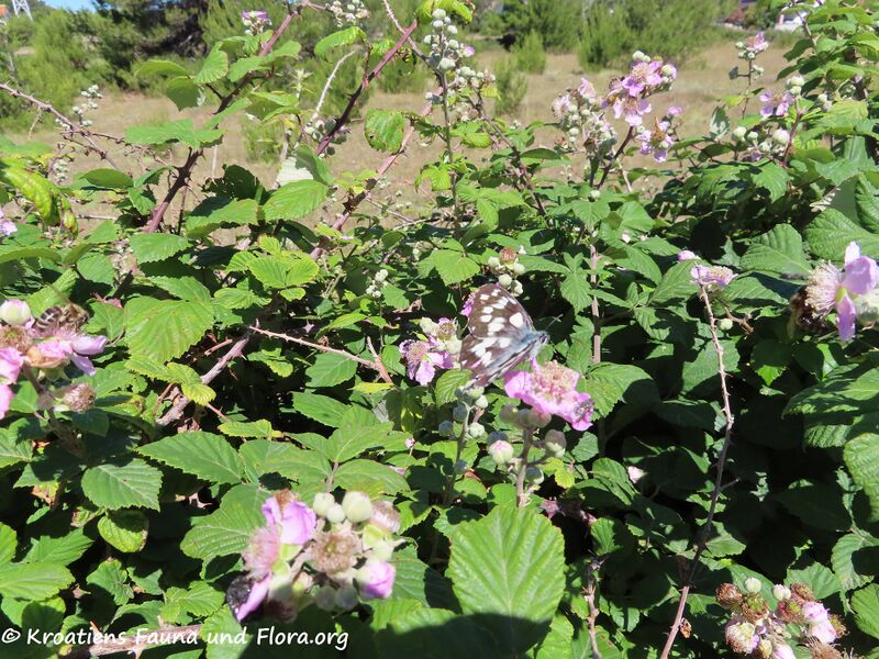 Datei:Melanargia larissa Geyer, 1828 Vir 200607 870.jpg