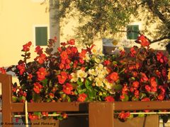 Sveti Filip i Jakov 11/2018