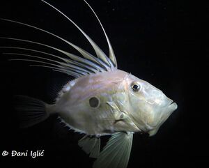 201117 Zeus faber 11.jpg