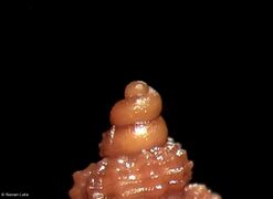 241130 Neven Lete Hexaplex trunculus 3.jpg