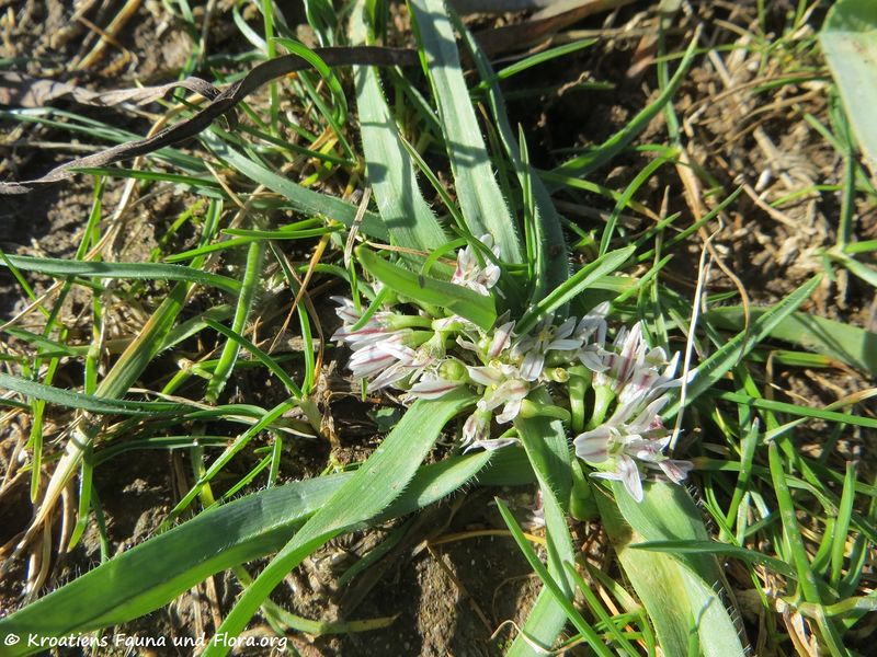 Datei:AlliCam Zat180122 10431.jpg