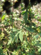 Blatt, Nuštar 10/2011