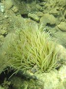 Habitus, Vir 09/2012