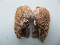 Außenseite mit Periostracum, Vir 06/2010