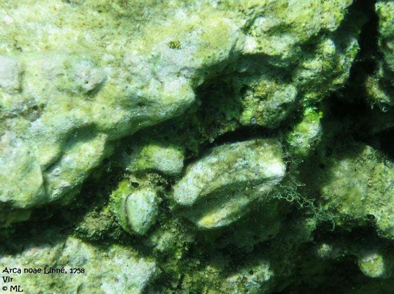 Datei:Arc no Vir 110620 19.jpg