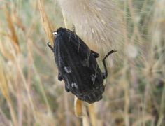 Zahn der Elytren, Privlaka 05/2014