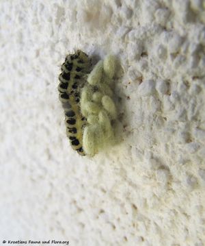 Cotesia zygaenarum Marshall, 1885 Vir 140508 3026.jpg