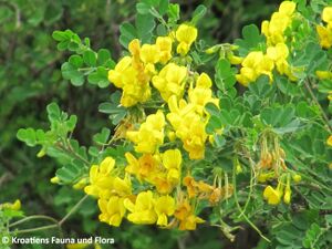 HippoEmer Fru Pov 130428 1437.JPG