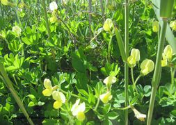 LotMar Ždri 160430 8514.jpg