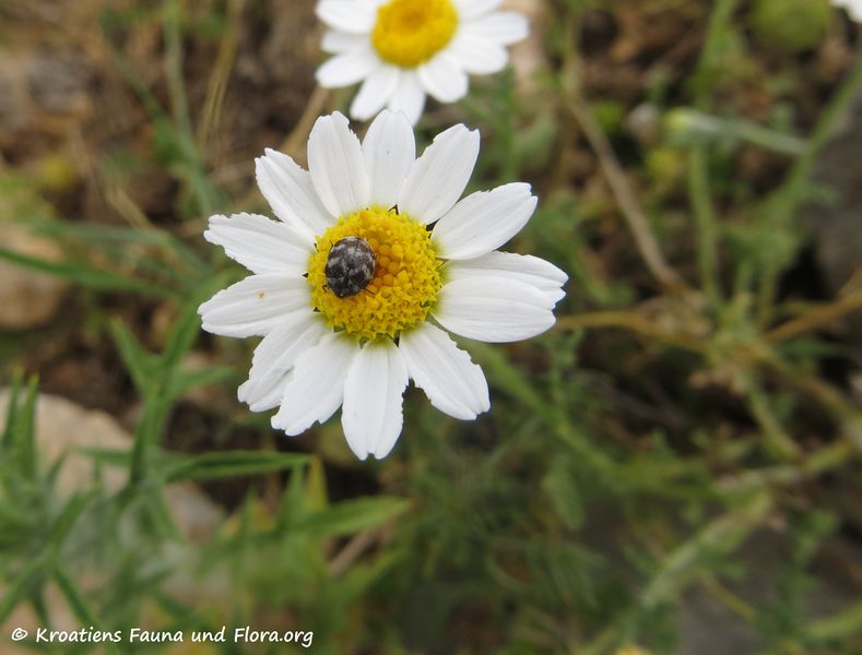 Datei:Anthrenus verbasci Linné, 1767 Kam 180605 14077 k.jpg