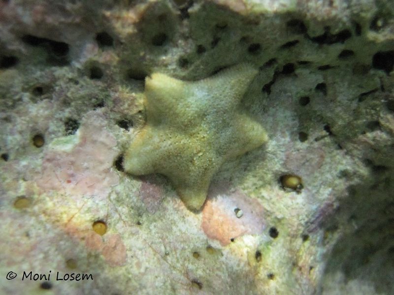 Datei:Asterina gibbosa Pennant, 1777 Vir 150813 1529.jpg