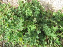 CardNu Blattros Vir 130105 0131.jpg