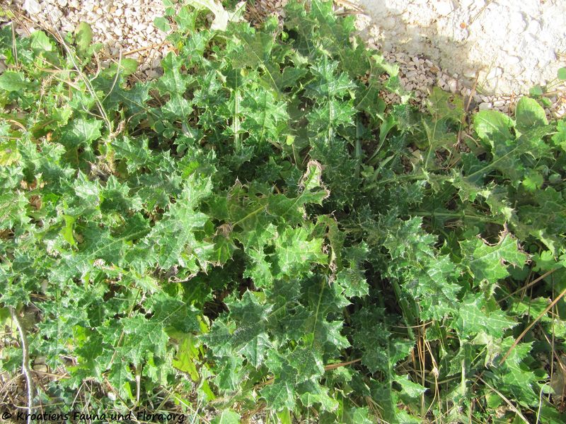 Datei:CardNu Blattros Vir 130105 0131.jpg