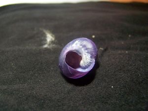 JanthGlo Punta verudela 2.jpg