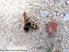 ♂ Otok Vir 06/2020