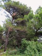 Habitus, Otok Vir 06/2011