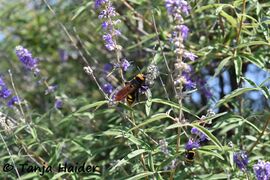 ♀ auf Vitex agnus-castus Linné, 1753 - Mönchspfeffer, konopljika, © Tanja Haider, 07/2019