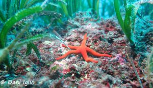 200229 Hacelia attenuata 2.jpg