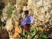 Kretisches Ochsenzünglein, šareni volujak. Fundort: Roški slap 03/2015