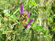 Purpur-Tragant, kozlinac rumenkasti. Fundort: Sankt Margareten – Römersteinbruch 10/2013