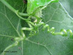 Ranke, Bokanjac 10/2015