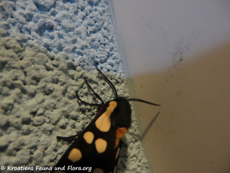 Datei:Epicallia villica Linné, 1758 Vir ♂ 200412 346.JPG