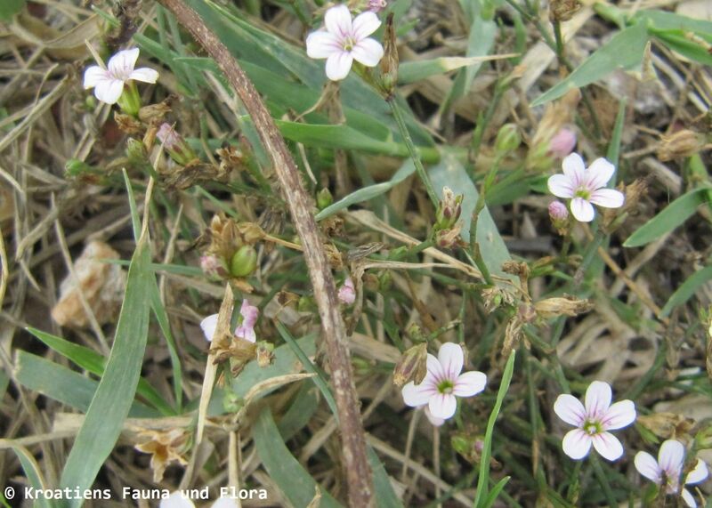 Datei:PetroSaxi Fru Vir 110906 8 D.JPG