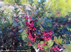 Reife Früchte, Vir 11/2020