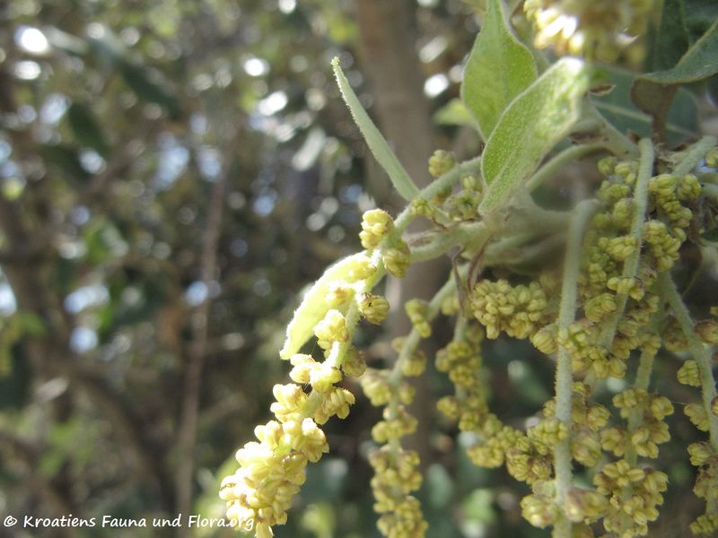 Datei:Quercus ilex Linné, 1753 Vir 170513 7622 txt.jpg