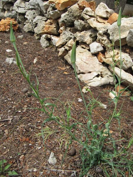 Datei:TragPor Leb Vir 120522 384.JPG