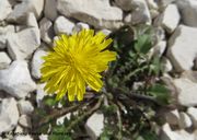 Crepis sancta (Linné) Bornmüller, 1941 - Hasen-Pippau, rascijepani zečevac. Fundort: Vir 03/2018, Heilpflanze, Essbare Pflanze