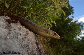 Insel Vir 06/2018, © Werner Kalopp