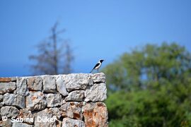 ♂ , Primošten 06/2019